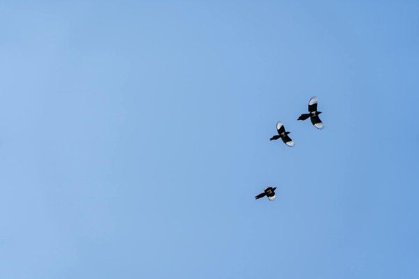 Iso whey zero black : puissance et pureté sans lactose