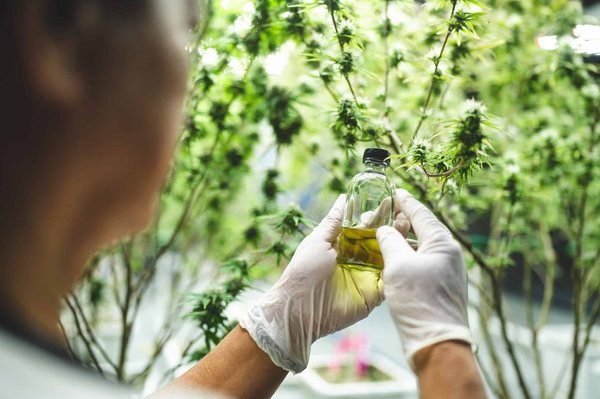 Comment devenir producteur de CBD en France ?